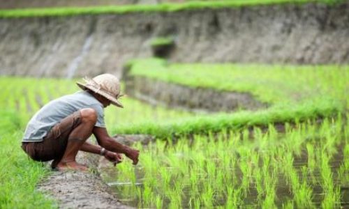 51d8a_ubah-pola-pertanian-dari-konvensional-ke-organik-petani-bisa-raup-cuan-puluhan-juta-rupiah
