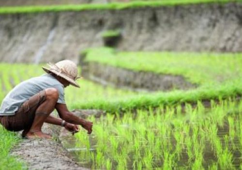 51d8a_ubah-pola-pertanian-dari-konvensional-ke-organik-petani-bisa-raup-cuan-puluhan-juta-rupiah